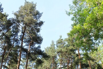 A tall pine tree forest against a clear blue sky. The sun is shining brightly, and the trees are full of green needles. Concept of nature, forest and environmental conversation