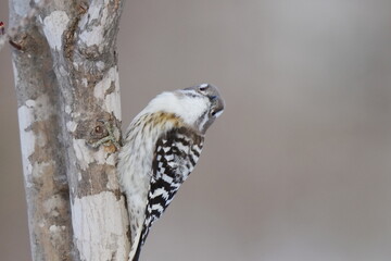 木の枝に止まるコゲラ