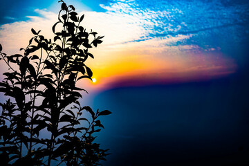 日の出と野生植物(タイ)