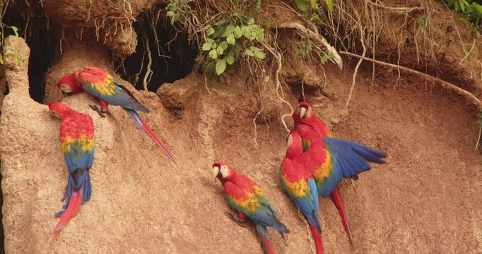 Scarlet macaws swoop onto the clay lick, their vibrant feathers clashing as they jostle for space at chuncho