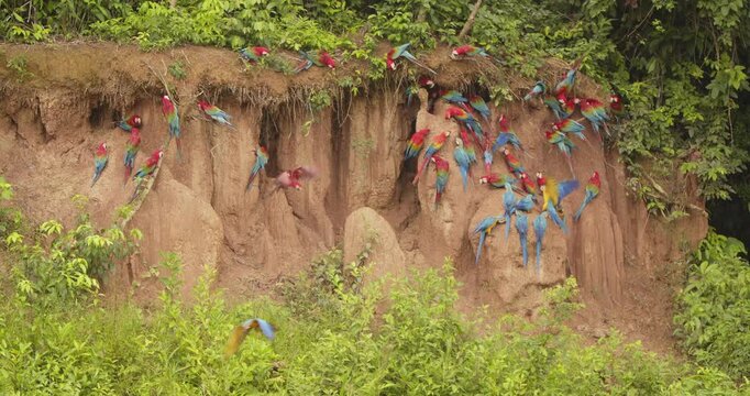 Flocks of scarlet macaws with Blue-yellow macaws congregating on the chuncho clay lick for their share of nutrients