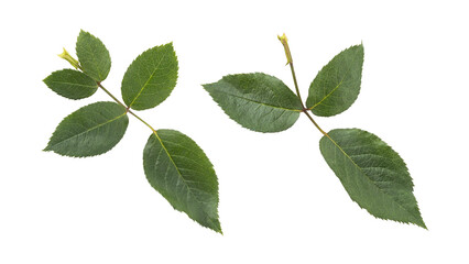 Fresh green rose leaves isolated on transparent background	