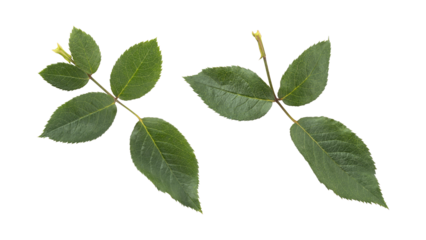 Fresh green rose leaves isolated on transparent background	