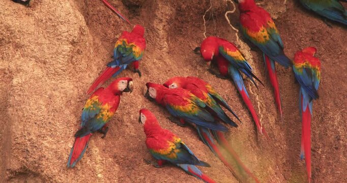 Close-up of scarlet macaws jostling at Chuncho Clay Lick, vibrant colors shining as they eat nutrient-rich clay