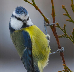 a blue tiit on a branch