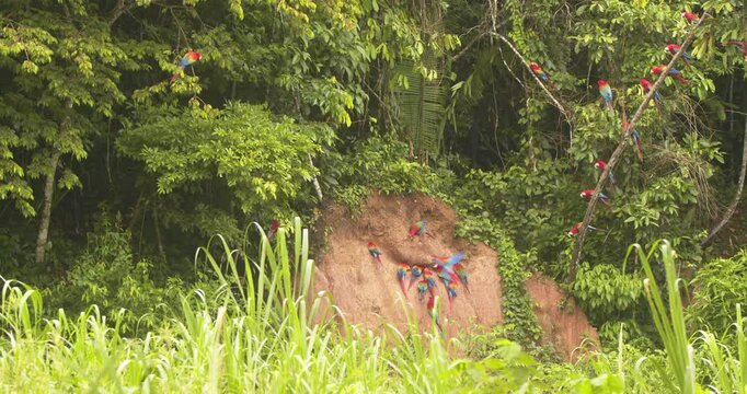Wide shot of Jungle with the exposed chuncho clay lick surrounded by scarlet macaws on the clay and trees