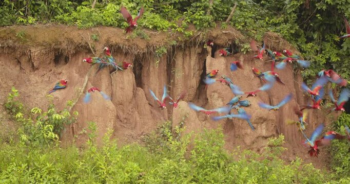 Scarlet and blue-yellow macaws take off from Peru's Chuncho Clay Lick in vibrant slow-motion flight