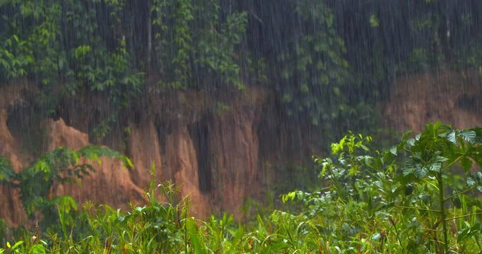 Torrential rain cascades over the vibrant Chuncho Clay Lick, jungle silhouettes blend with misty hues