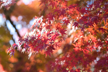 光が差し込む紅葉