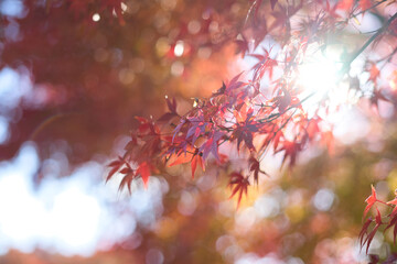 光が差し込む紅葉