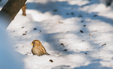redpoll on snow