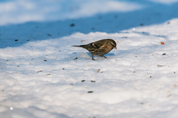 redpoll on snow
