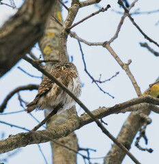 eurasian pygmy owl on tree