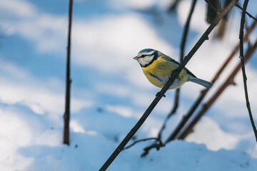 blue tit on branch