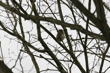 eurasian pygmy owl on tree