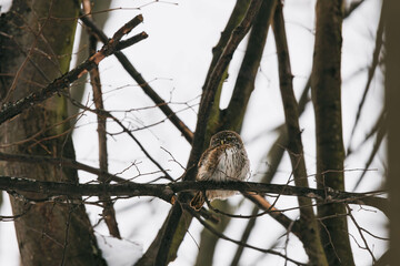 eurasian pygmy owl on tree