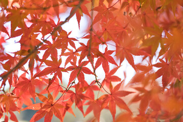 光が差し込む紅葉