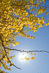 青空とイチョウ