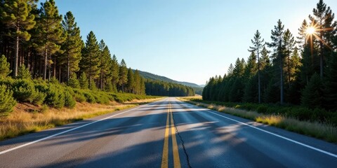 Asphalt Path Through a Sun-Drenched Coniferous Forest, Leading to a Serene Vista