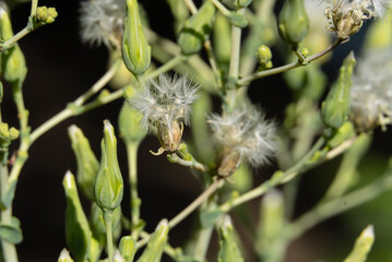 Dried flowers of Cos lettuce. White flowers that grow with Cos lettuce seeds ready to harvest for planting in the next season.