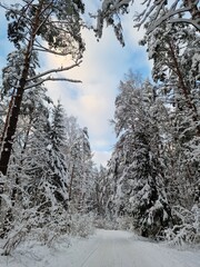 Snow covered road in the coniferous forest in sunny winter morning after snowfall