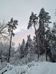 Winter landscape - frosty trees in winter forest in cold weather. Tranquil winter forest nature under snowfall