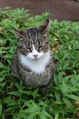 A cat with a white chest is dozing in the green grass