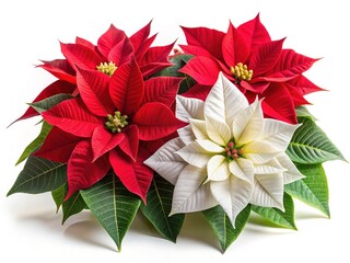 Christmas Poinsettia Trio: Red & White Holiday Flowers