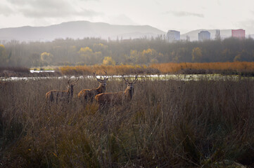 Three male deer half-hidden among bushes near a lake