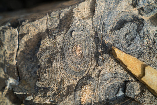 Detailed view of circular fossils on rock surface.