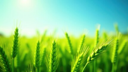 Fototapeta premium Vibrant Green Wheat Field Under a Sunny Sky, a Close-Up View Showing Immature Wheat Stalks in a Lush Meadow, Symbolizing Growth, Abundance and the Promise of Harvest