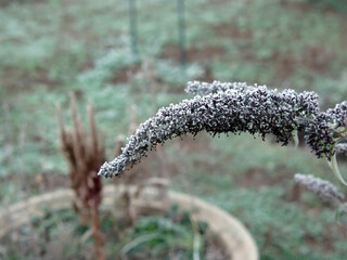Frozen plants in the garden in the morning
