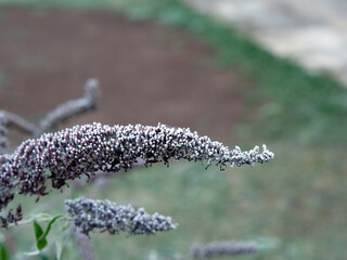 Frozen plants in the garden in the morning