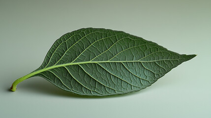 Obraz premium A single green leaf with prominent veins