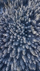 Aerial view of snow-covered pine forest in winter.