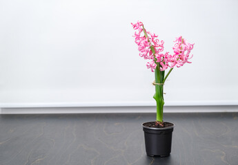 Hyacinth plant with pink blooming flowers in a black pot on windowsill background with copy space. Bulbous decorative house plant tied to stake for a support. High quality vertical photo