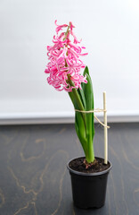 Hyacinth plant with pink blooming flowers in black pot tied to stake with twine for a supporting. House floral decor. High quality vertical photo