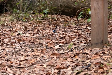 Little blue bird foraging 