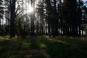 Fototapeta premium Australian Woodlands 
