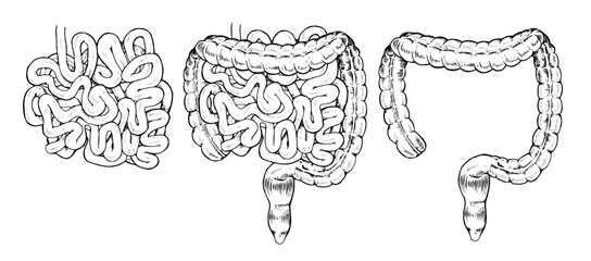 Vector illustration of the human digestive system, showing large and small intestines separately. Hand drawn, black and white design ideal for medical, educational or biological purposes