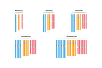 Types of Polyploidy in Chromosomes Science Design. Vector Illustration.