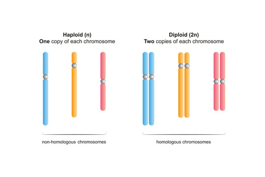 Haploid and Diploid chromosomes Science Design. Vector Illustration.
