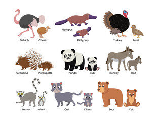 Set of Cute animals mom and baby cartoon set collection poster education, parent and baby animal couples set with ostrich, cheek, turkey, poult, cat, kitten, bear, cub, lemur, infant. © vesvocrea