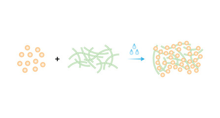 Gluten Molecule Formation From Gliadin and Glutenin Science Design. Vector Illustration.