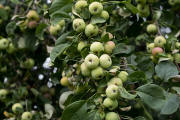 green apples on a branch, fruit competition