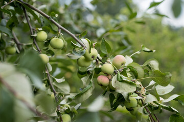 green apples on a branch, fruit competition	