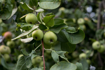green apples on a branch, fruit competition