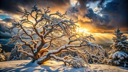 Obraz premium Dramatic winter scene: snow-laden branches, frosty trees, and a tempestuous sky.