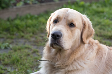dog muzzle golden retriever looking at owner