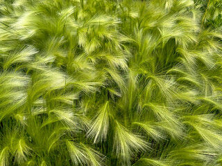 green fluffy grass sways in the wind

